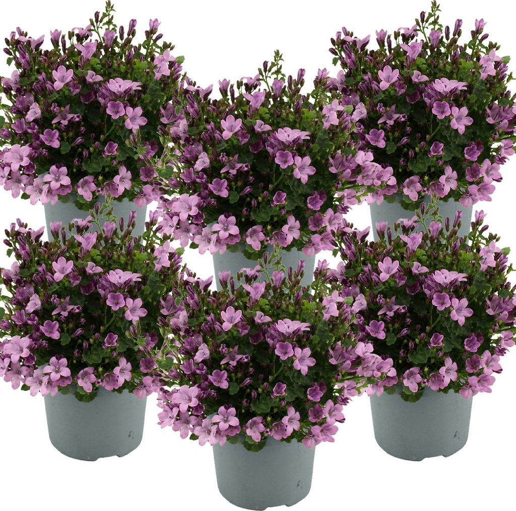 6er-Set - Campanula Ambella Pink - Glockenblume - Produktbild 