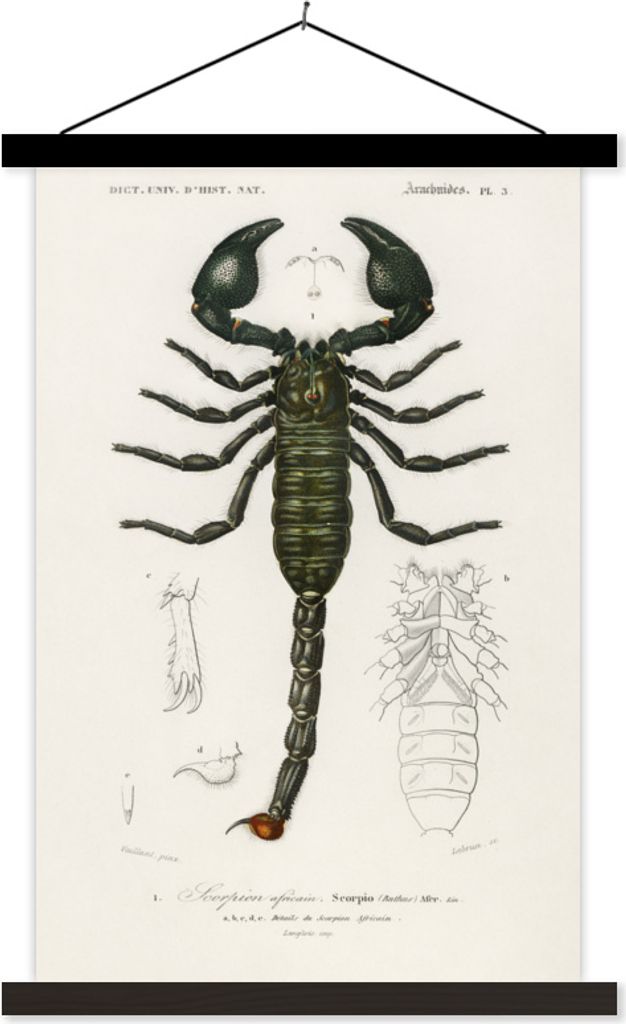 MuchoWow Textilposter Skorpion - Jahrgang - Insekten 40x60 cm mit schwarzem Rahmen - Wanddekorationen