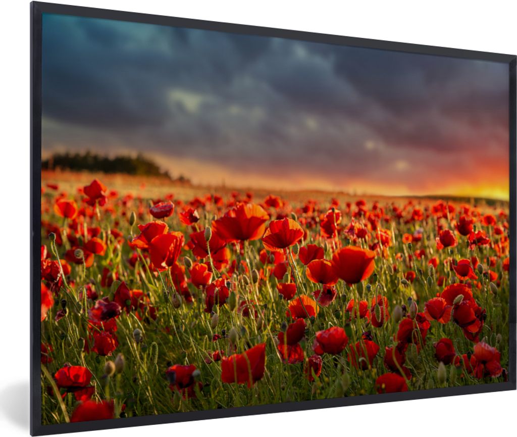 MuchoWow Gerahmtes Poster Sonnenuntergang über einem Feld von Mohnblumen 90x60 cm - Poster mit Schwarzem Bilderrahmen Wandposter Rahmen Foto Bil...
