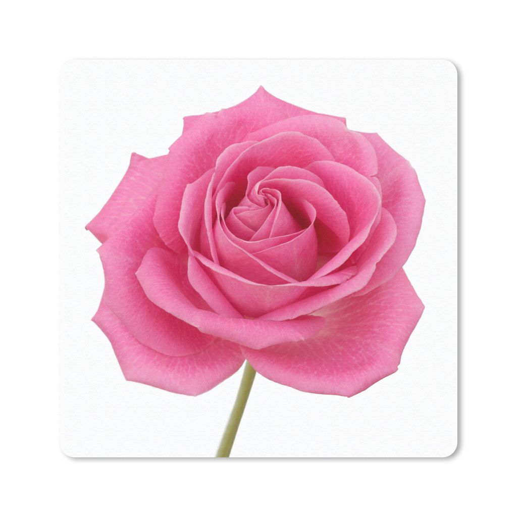 MuchoWow Mauspad Mousepad Nahaufnahme einer einzelnen rosa Rose auf weißem Hintergrund 30x30 cm - Mousepads - Maus Mat - Pad - Mausunterlage - G...