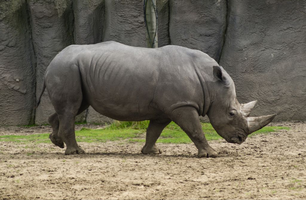 hansepuzzle 84232 - Nashorn Puzzle, 500 Teile, Natur, 46,0 x 30,0cm mit hochwertiger Aufbewahrung, Kartonbox und wiederverschließbarem Beutel