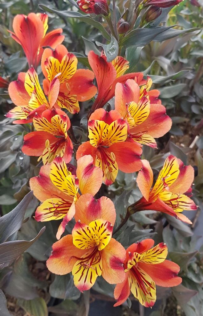 Alstroemeria x GARDEN 'Indian Summer'® / Lys des Incas Image du produit 