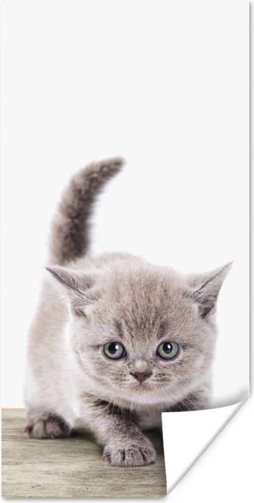 MuchoWow Poster Kätzchen - Katze - Haustiere - Jungen - Kinder - Mädchen 80x160 cm - Kinderzimmer