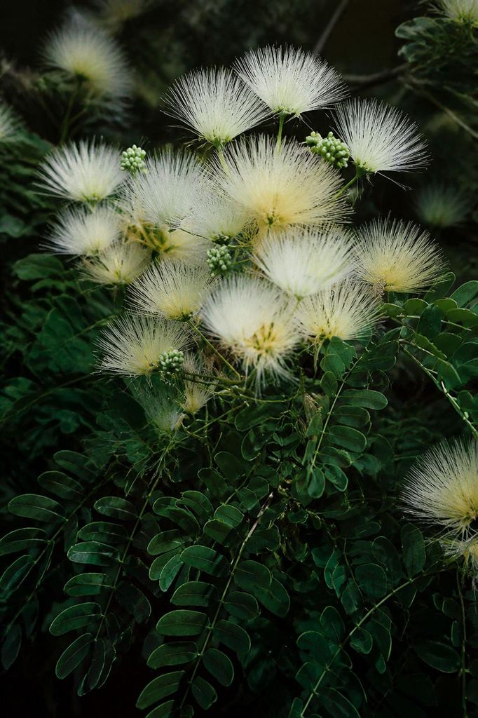 SaatPilot Albizia kalkora 50 Samen Kalkora-Seidenbaum Produktbild 