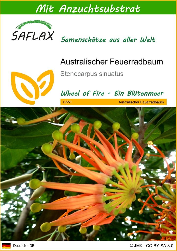SAFLAX - Australischer Feuerradbaum - 20 Samen - Mit keimfreiem Anzuchtsubstrat - Stenocarpus sinuatus