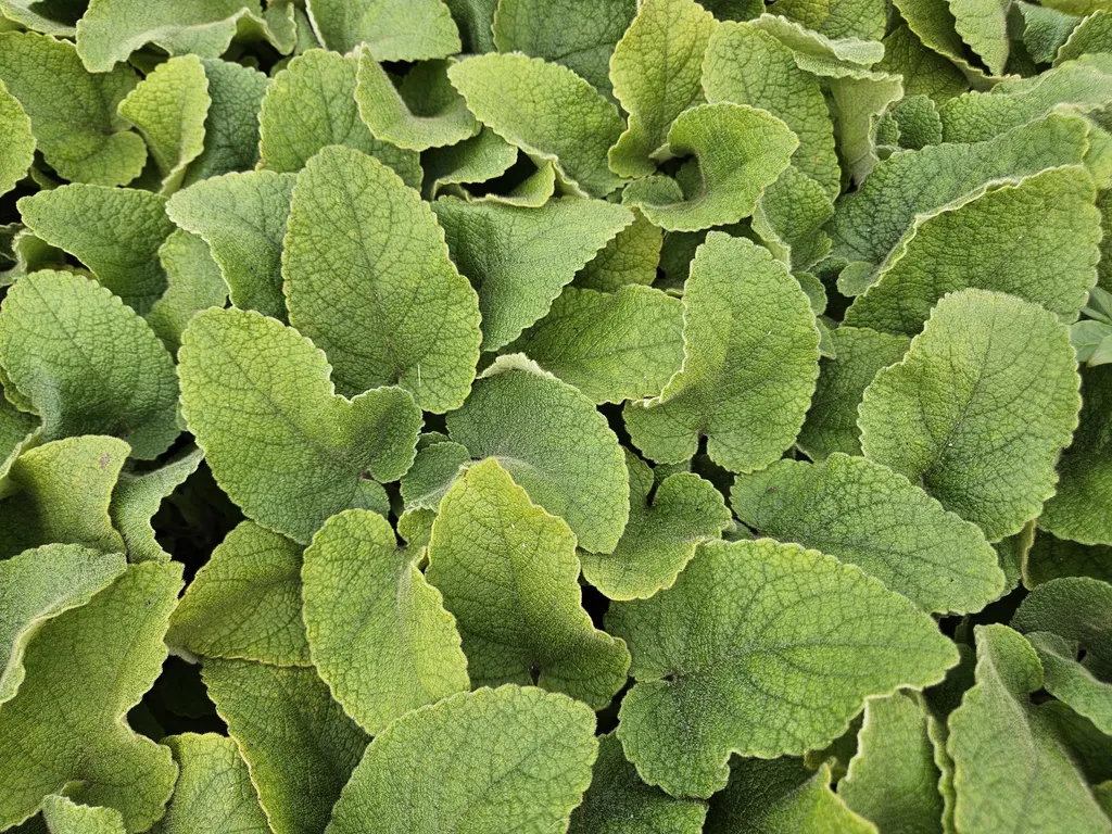 Plante Vivace Mellifère Phlomis russeliana - Lot de 12 Godets de 9cm
