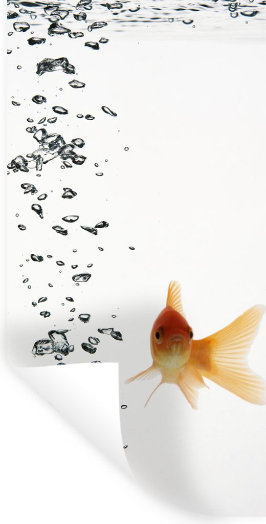 MuchoWow Wandtattoo Wandsticker Wandaufkleber Goldfisch - Wasser - Weiß 40x80 cm Selbstklebend und Repositionierbar - Repositionierbar - Wasser ...