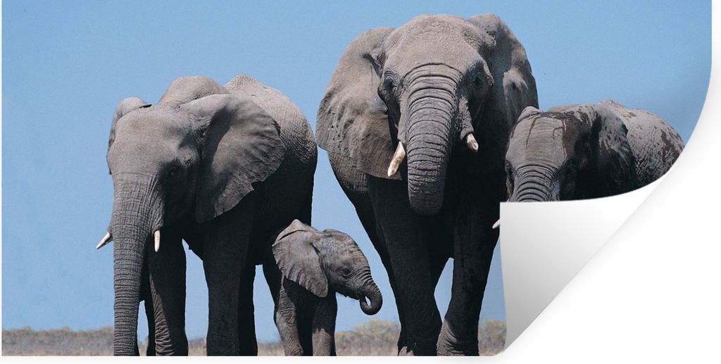 MuchoWow Wandtattoo Wandsticker Wandaufkleber Elefant - Prärie - Tiere - Natur 160x80 cm Selbstklebend und Repositionierbar - Sticker - Dekorfolie