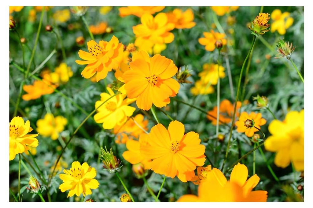 500 Samen gelbes Schmuckkörbchen Cosmos sulphureus Garten Wildblumen Samen