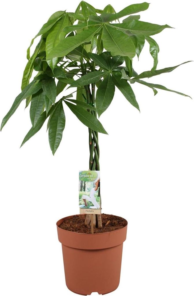 Glückskastanie Pachira Aquatica Ø21cm 90cm Zimmerpflanze Pflegeleicht