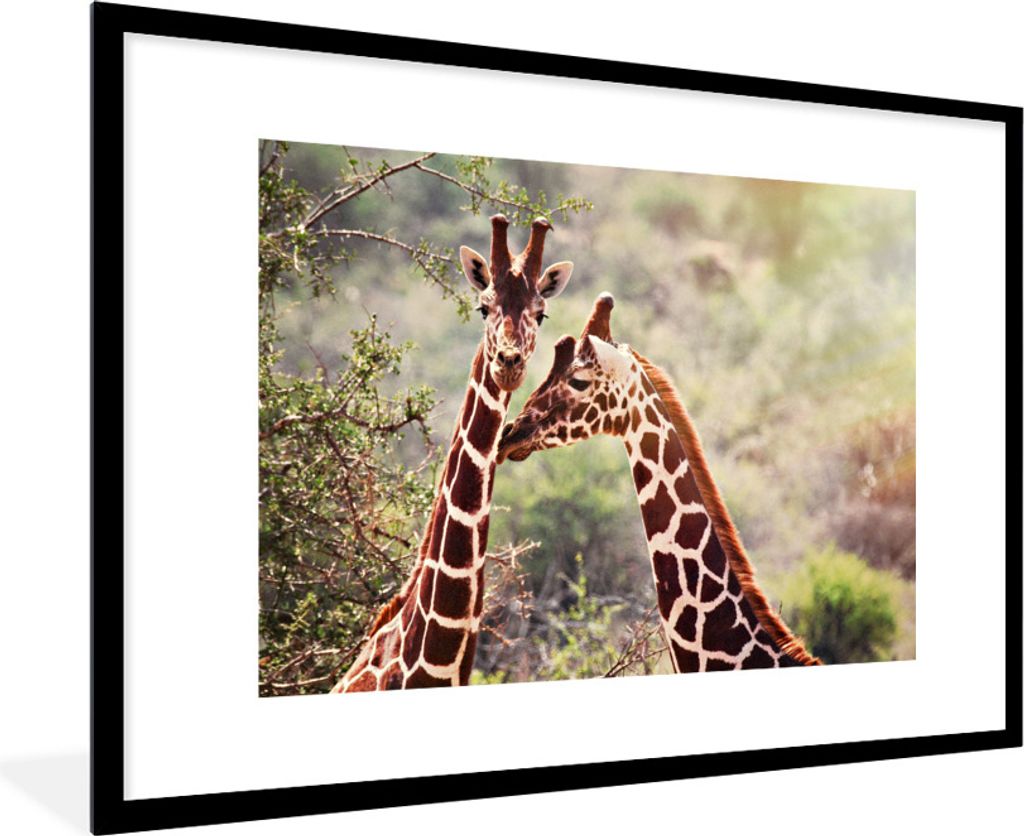 MuchoWow Gerahmtes Poster Zwei Giraffen vor einem verblassten Hintergrund 90x60 cm - Poster mit Schwarzem Bilderrahmen Wandposter Rahmen Foto Bil...