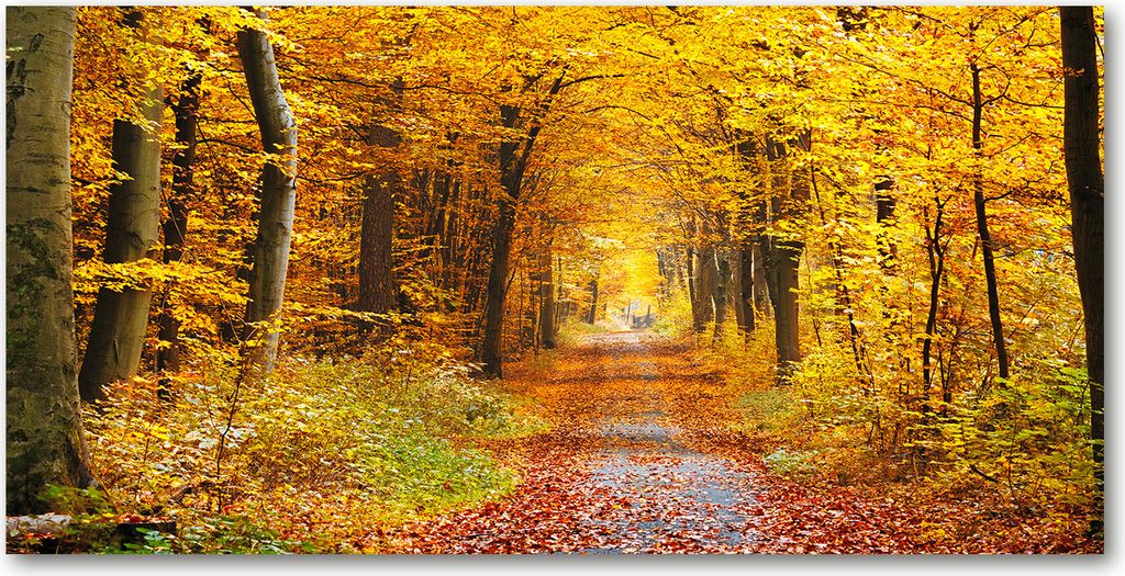 Tulup Leinwandbild - 140x70 cm - Wandkunst - Drucke auf Leinwand - Leinwanddruck - Landschaften - Gelb - Herbstwald