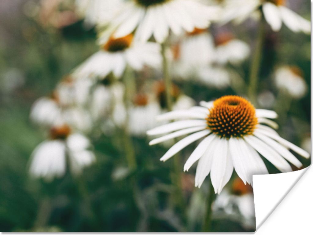 MuchoWow Poster Blumen - Herbst - Botanisch 120x90 cm - Wandbild