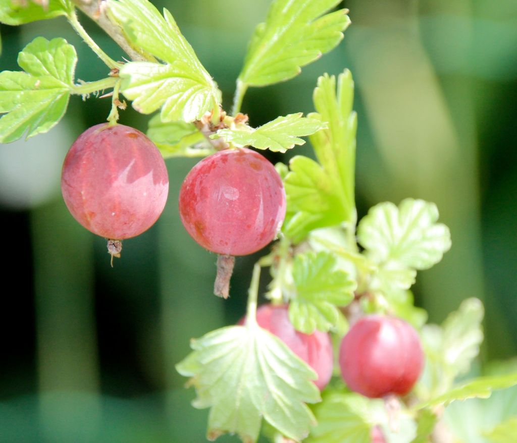 Dehner Bio Stachelbeere Spinefree, Ribes uva-crispa, selbstbefruchtender Beerenstrauch, rote Früchte, 30-50 cm exkl. Pflanztopf, Ø Topf 13 cm, Be...