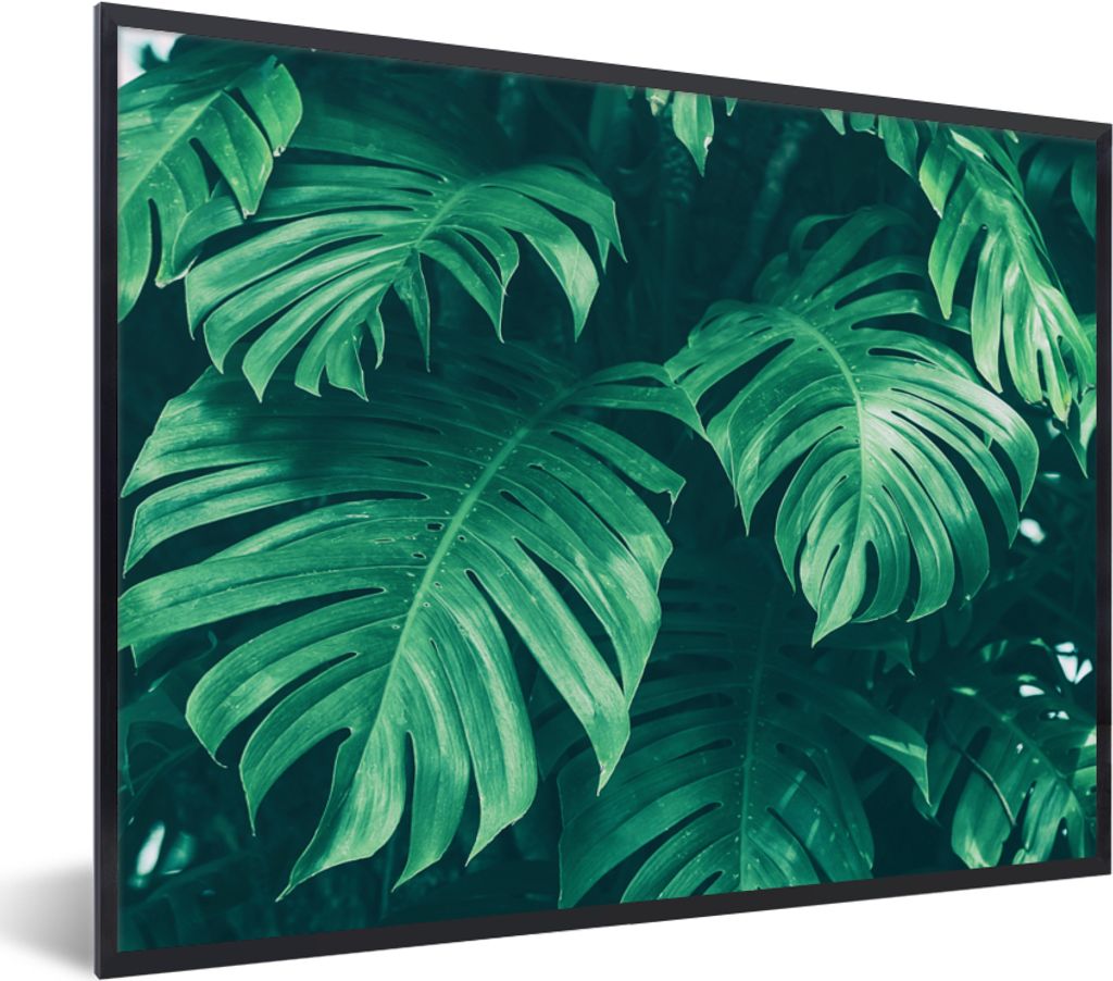 MuchoWow Gerahmtes Poster Monstera - Blätter - Pflanzen - Dschungel - Natur 80x60 cm - Poster mit Schwarzem Bilderrahmen Wandposter Rahmen Foto ...