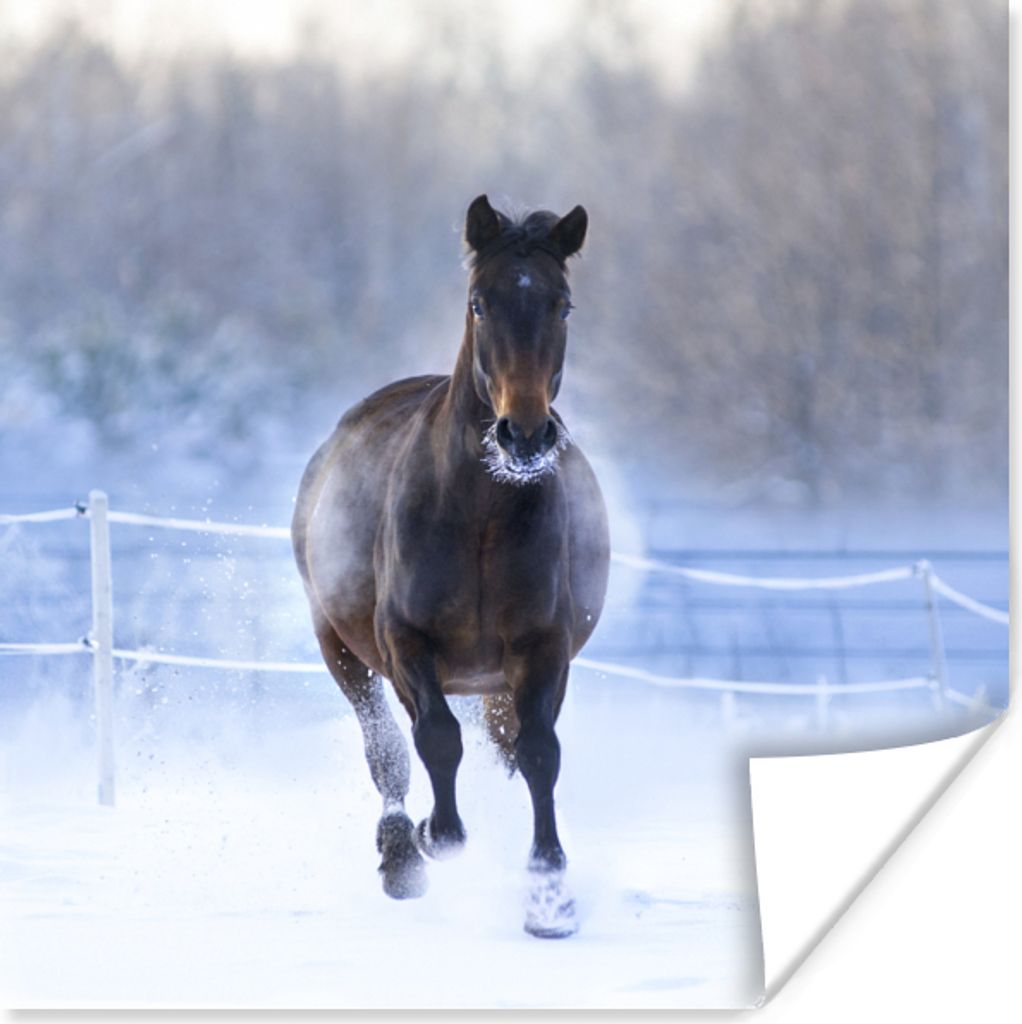 MuchoWow Poster Pferd - Schnee - Winter - Zaun 30x30 cm - Wandposter - Printing