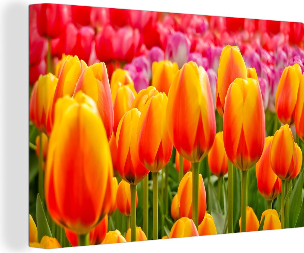 OneMillionCanvasses - Leinwandbilder - 140x90 cm, Orangene Tulpen auf dem Keukenhof in den Niederlanden, Wandbilder Kunstdruck Wanddekoration