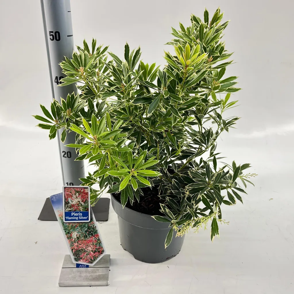Pieris Flaming Silver persistant : Arbuste lumineux pour ombre 30-40cm