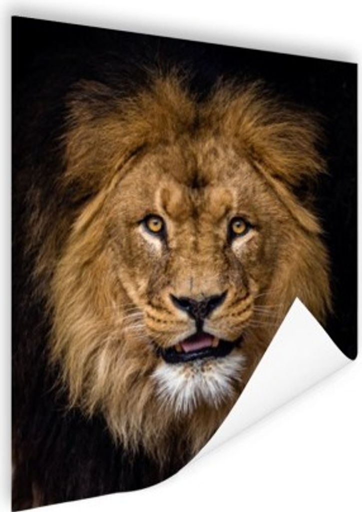 MuchoWow Poster Löwe - Porträt - Schwarz - Tiere 90x120 cm - Wohnzimmer
