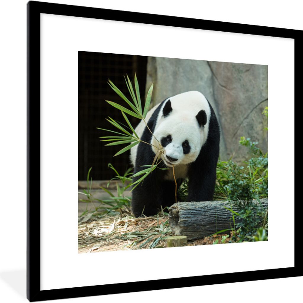 MuchoWow Gerahmtes Poster Panda - Baumstamm - Höhle 40x40 cm - Poster mit Schwarzem Bilderrahmen Wandposter Rahmen Foto Bilder - Poster - Plakat...