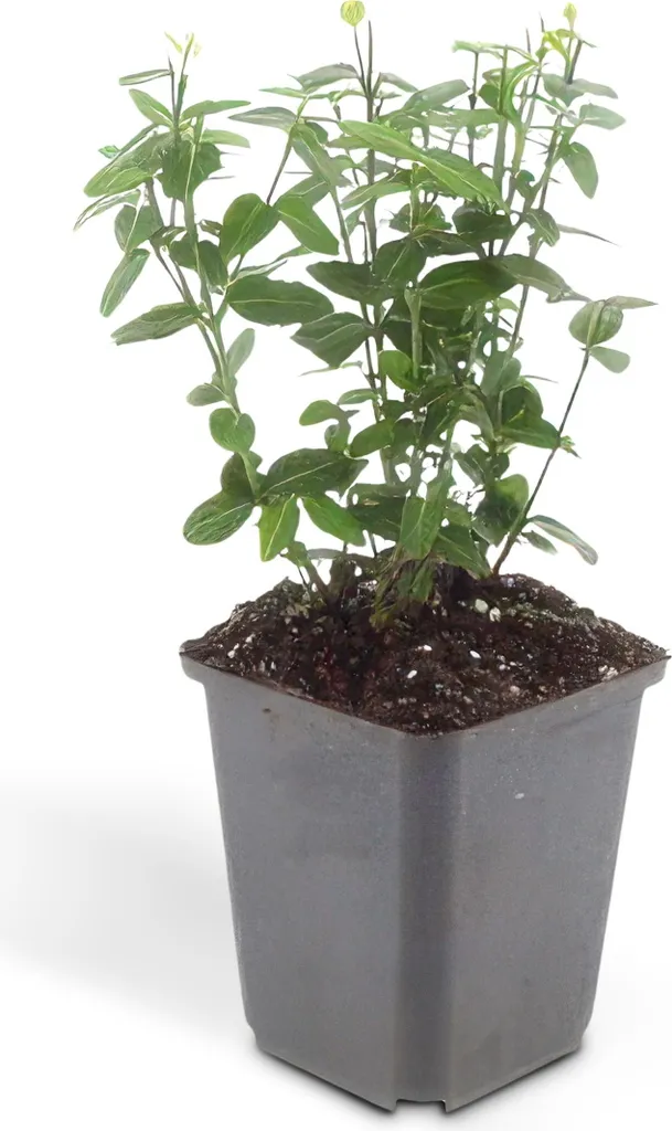 Kit 20 Couvre-sols Fusain rampant Euonymus fortunei radicans - Pot de 9cm