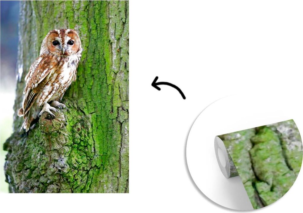 MuchoWow Fototapete für Wohnzimmer oder Schlafzimmer Wandtapete Vinyl Motivtapete Ein Waldkauz auf einem Baum mit Moos - 150x220 cm - Wandbilder