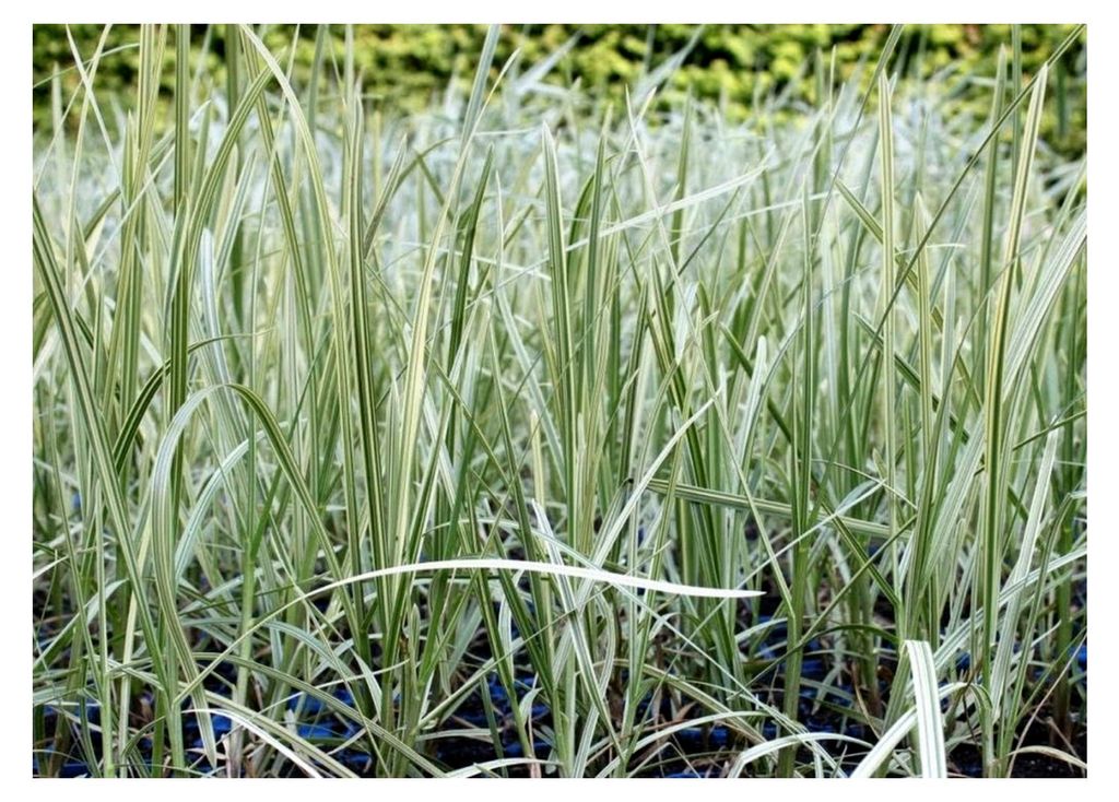 4er-Set im en Pflanzkorb - Glyceria maxima 'Variegata' - buntlaubiges Süßgras