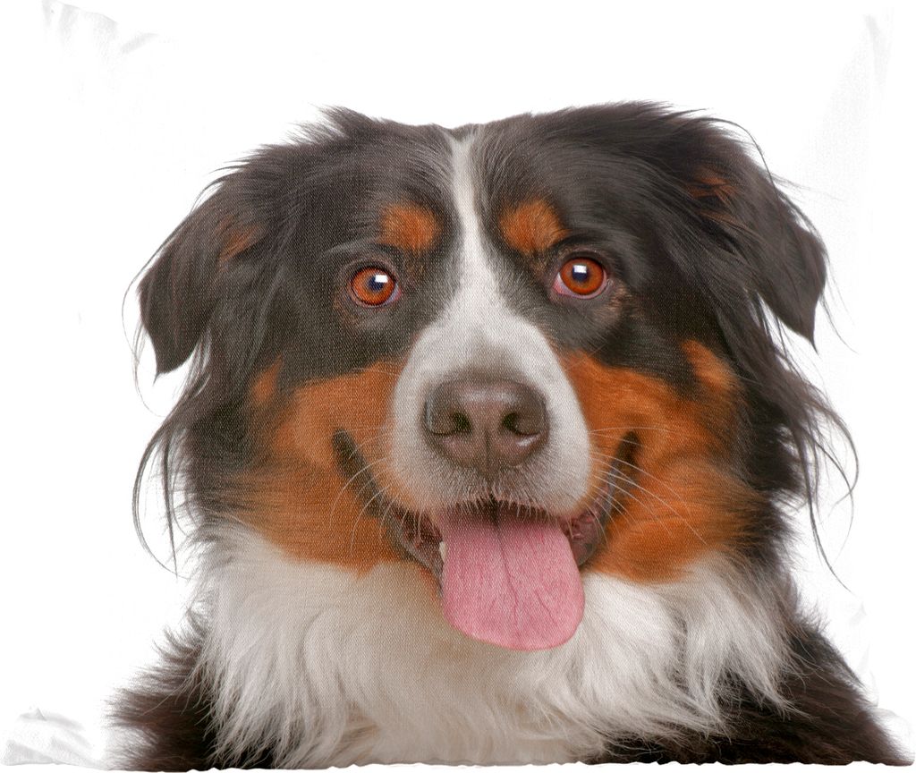 MuchoWow Zierkissen Sofakissen Wohnzimmer Dekokissen 40x40 cm Berner Sennenhund vor einem weißen Hintergrund - Sofakissenbezüge - ohne füllung