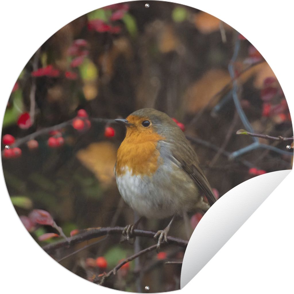 MuchoWow Gartenposter Outdoor-Poster Rund Äste - Rotkehlchen - Natur Ø 60 cm Gartendeko Rundes Poster draußen