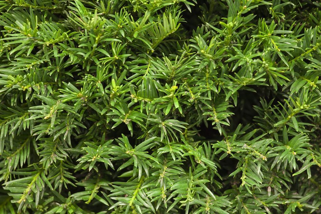 Taxus baccata 'Osterberg', Eibe, immergrün, 25–30 cm