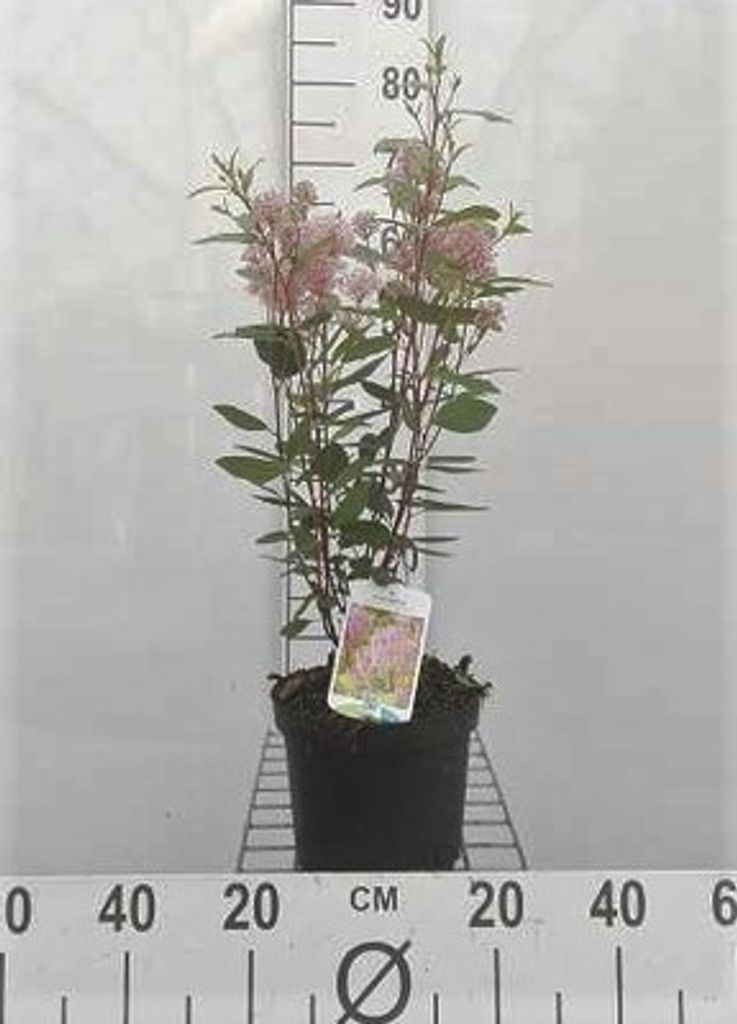 Ceanothus pall. 'Marie Simon' - Säckelblume 40- 50 cm Container