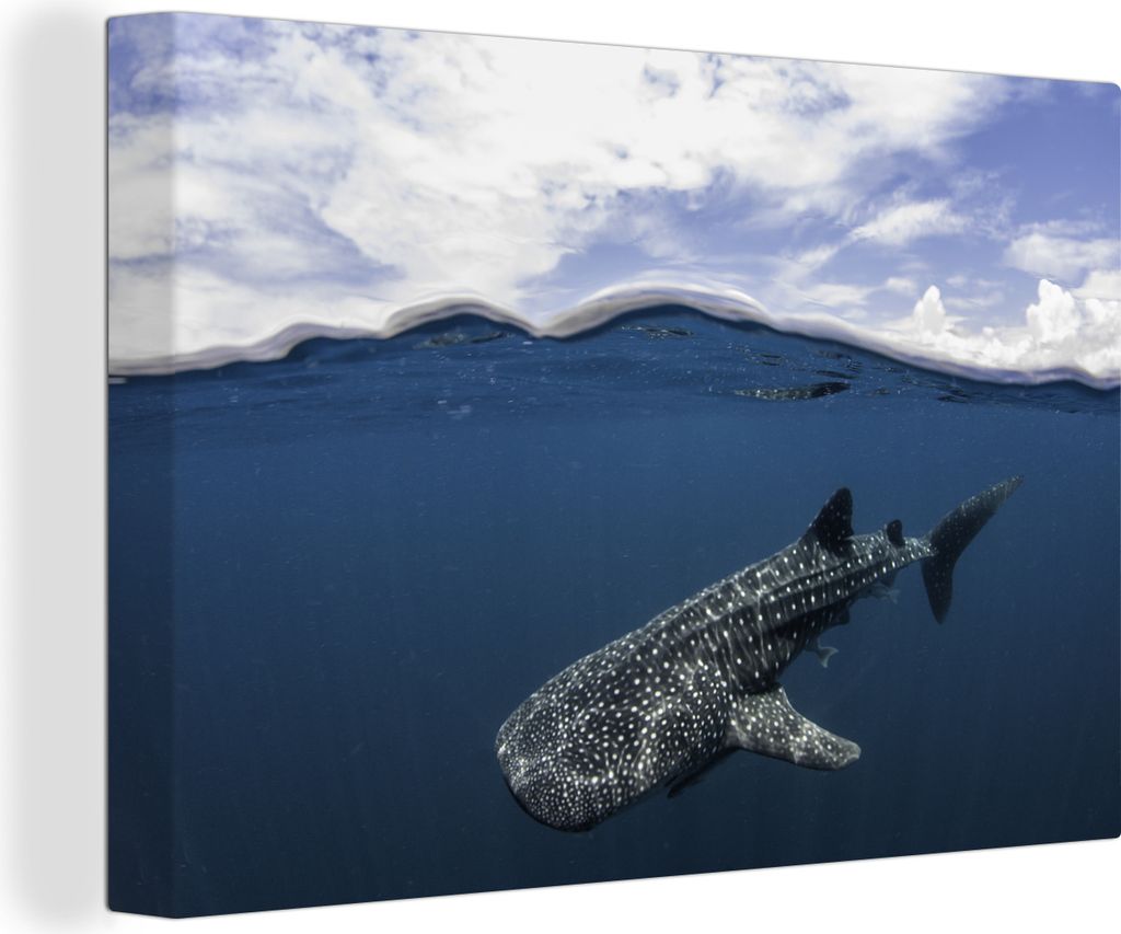 OneMillionCanvasses - Leinwandbilder - 140x90 cm, Walhai an der Oberfläche, Wandbilder Kunstdruck Wanddekoration - Foto auf Leinwand - Gemälde ...