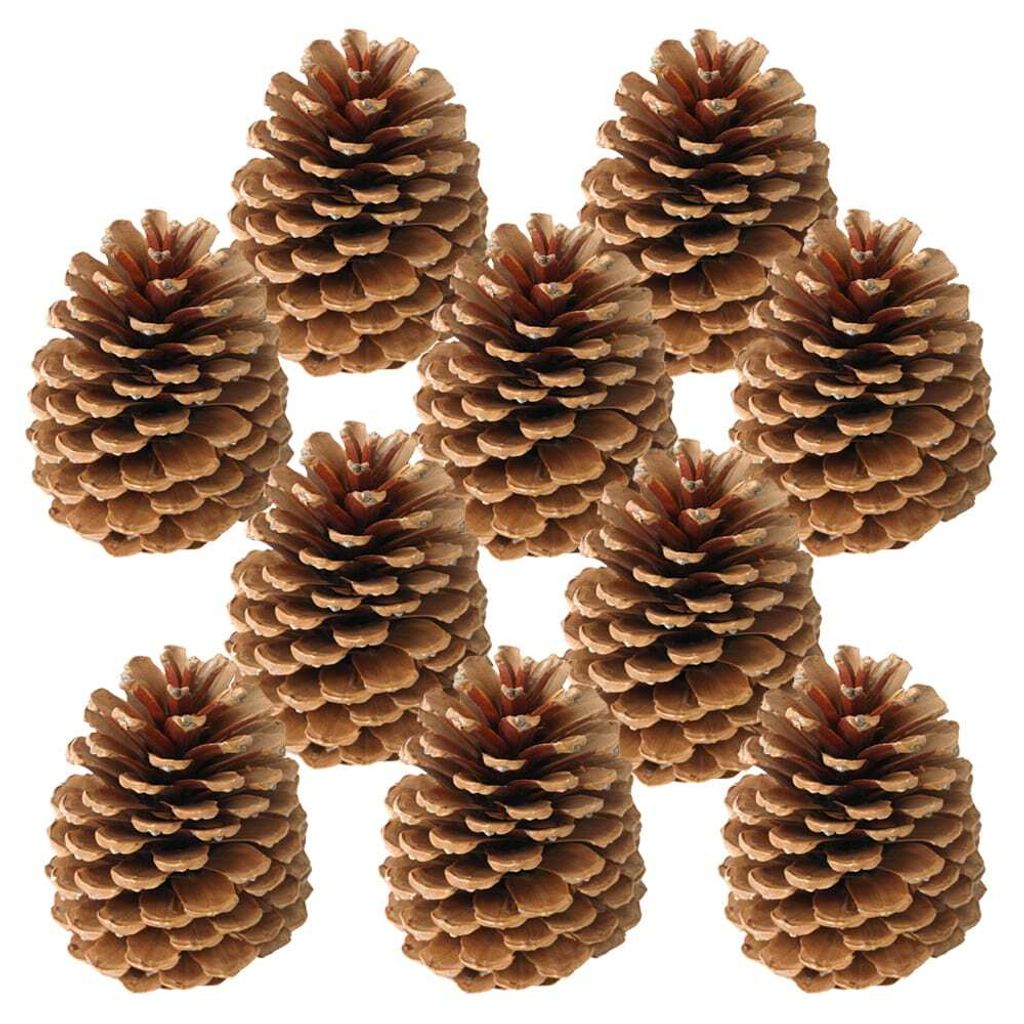 Zapfen Tannenzapfen für Gestecke Naturdeko Bastelmaterial braun 10er Set 10-14 cm