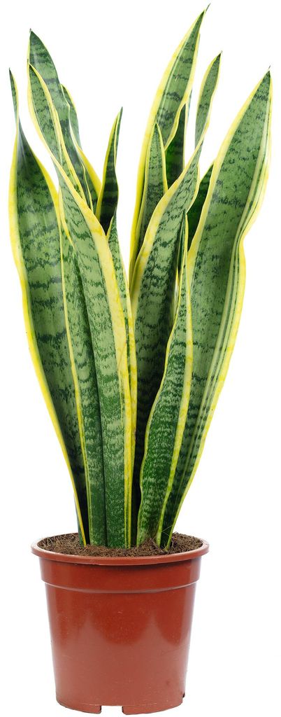 Sansevieria trifasciata 'Laurentii' – Robuster Bogenhanf, Produktbild 
