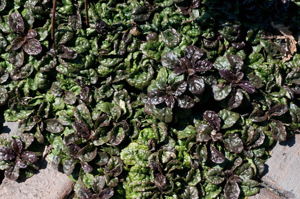 Stauden Gänge 1 x Ajuga reptans 'Metallica Crispa' - Pyramiden Günsel - Ein Bodendecker mit außergewöhnlichem Charme