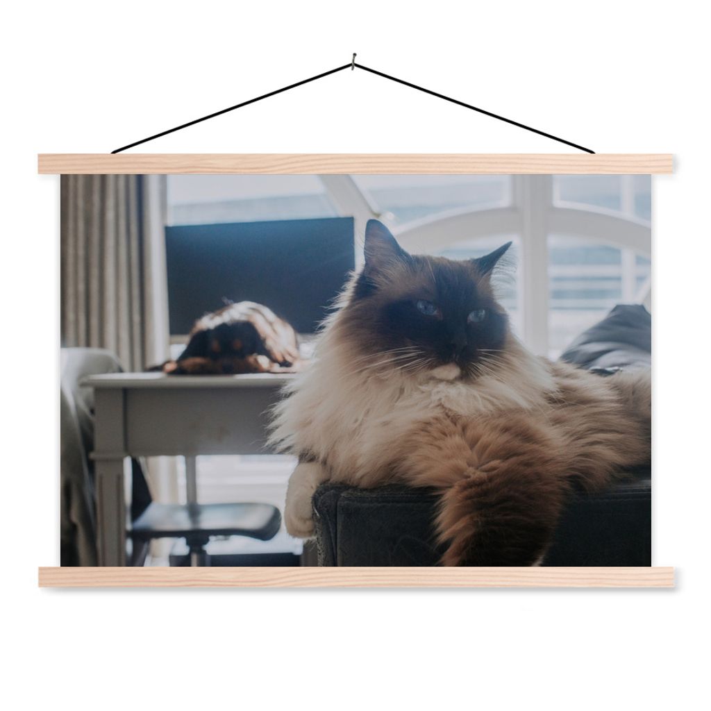 MuchoWow Textilposter Eine ruhende Ragdoll-Katze 60x40 cm mit holzfarbenen Rahmen - Bilder