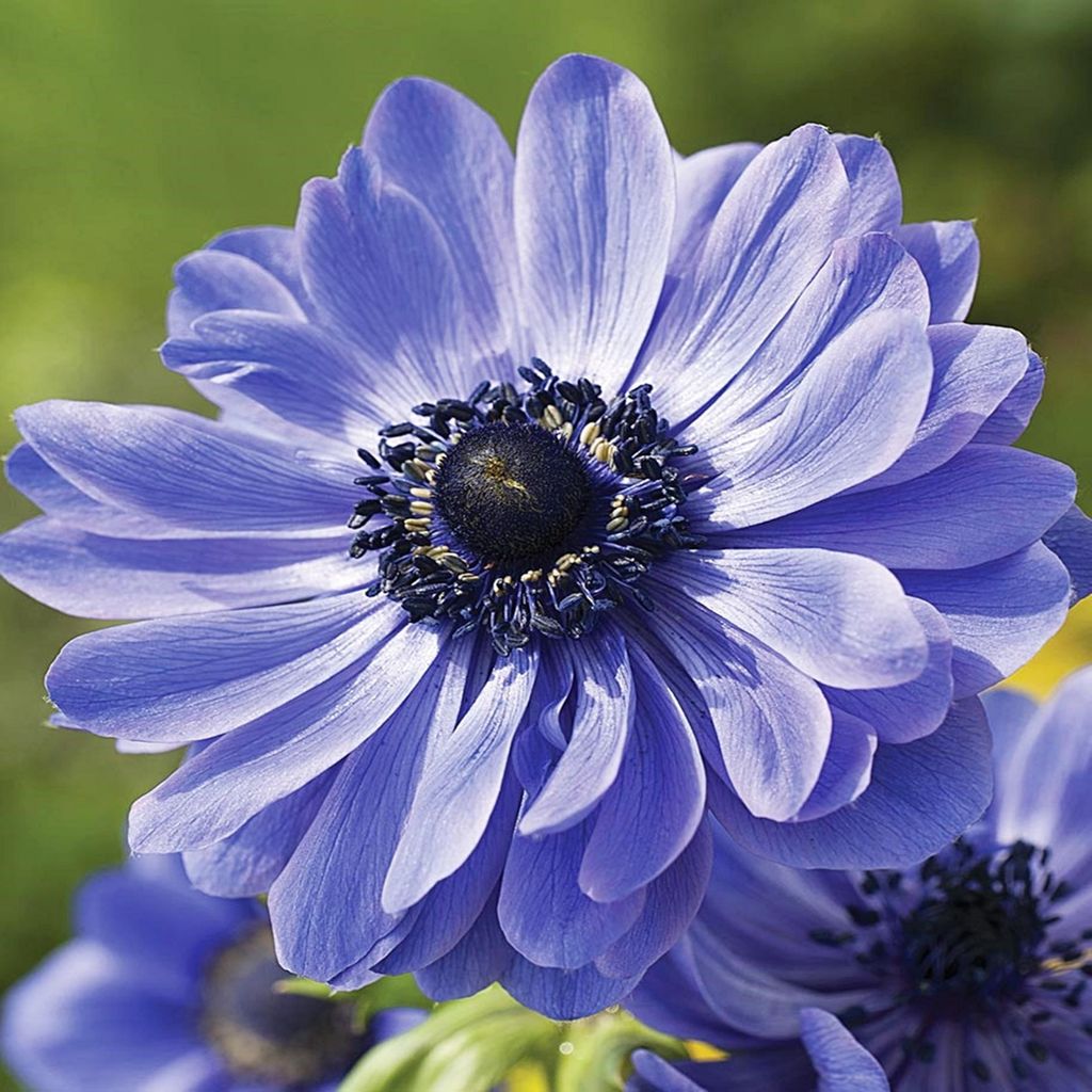 Anemone blu pieno Anemone del Signore 10 pezzi Anemoni Immagine del prodotto 