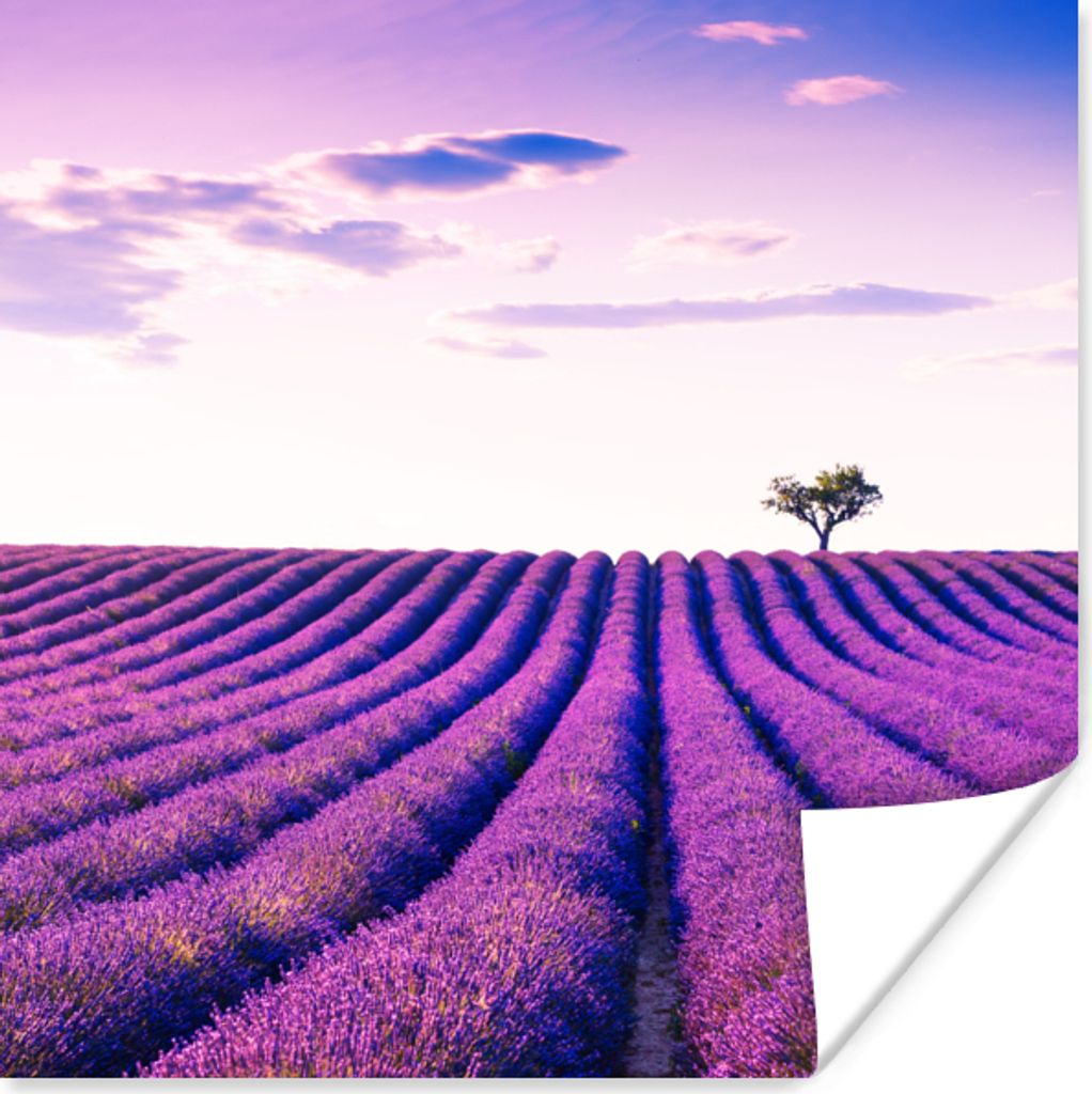 MuchoWow Poster Lavendel - Bäume - Lila - Blumen 75x75 cm - Wand Dekoration