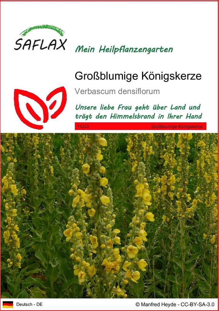 SAFLAX - Heilpflanzen - Großblumige Königskerze - 500 Samen - Verbascum densiflorum