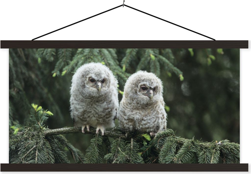 MuchoWow Textilposter Zwei kleine Eulen 150x75 cm mit schwarzem Rahmen - Posterleiste