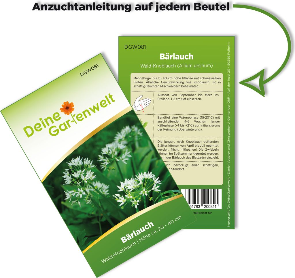 Bärlauch Waldknoblauch Samen - Allium ursinum - Produktbild 3