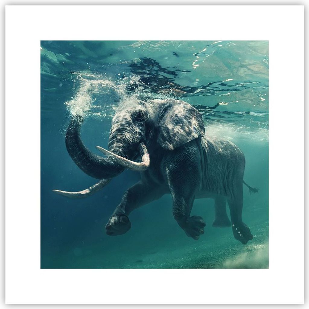 Poster - Poster ohne Rahmen - Elefant Tier Wasser - 30x30 cm - Wand Bild - Wanddeko - Wandbilder - Kunstposter - Wandposter - Bilder - Kunstdruck -...