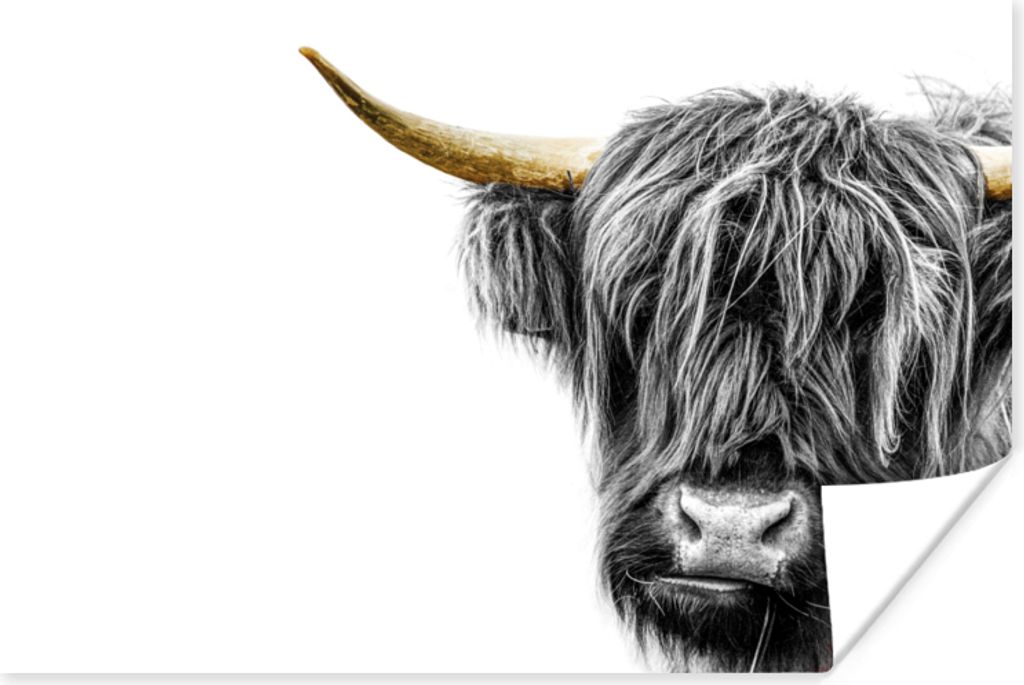 MuchoWow Poster Scottish Highlander - Weiß - Schwarz & Gold 30x20 cm - Plakate - Print