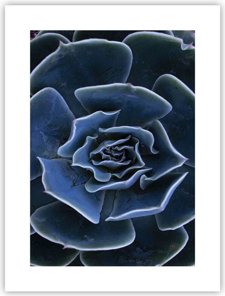 Poster - Poster ohne Rahmen - Blau Kaktus Blume - 30x40 cm - Wand Bild - Wanddeko - Wandbilder - Kunstposter - Wandposter - Bilder - Kunstdruck - W...
