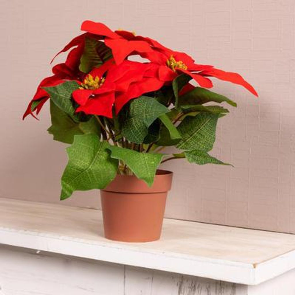 avocado zimmerpflanze pflege Avocadopflanze „Fuerte“ – Echter Avocadobaum ca. 130–160 cm Höhe im To –  Blumen-Senf®