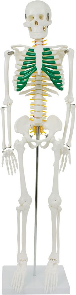 Anatomie Modell Skelett Auswahl Lebensgroß 180 cm oder Produktbild 2