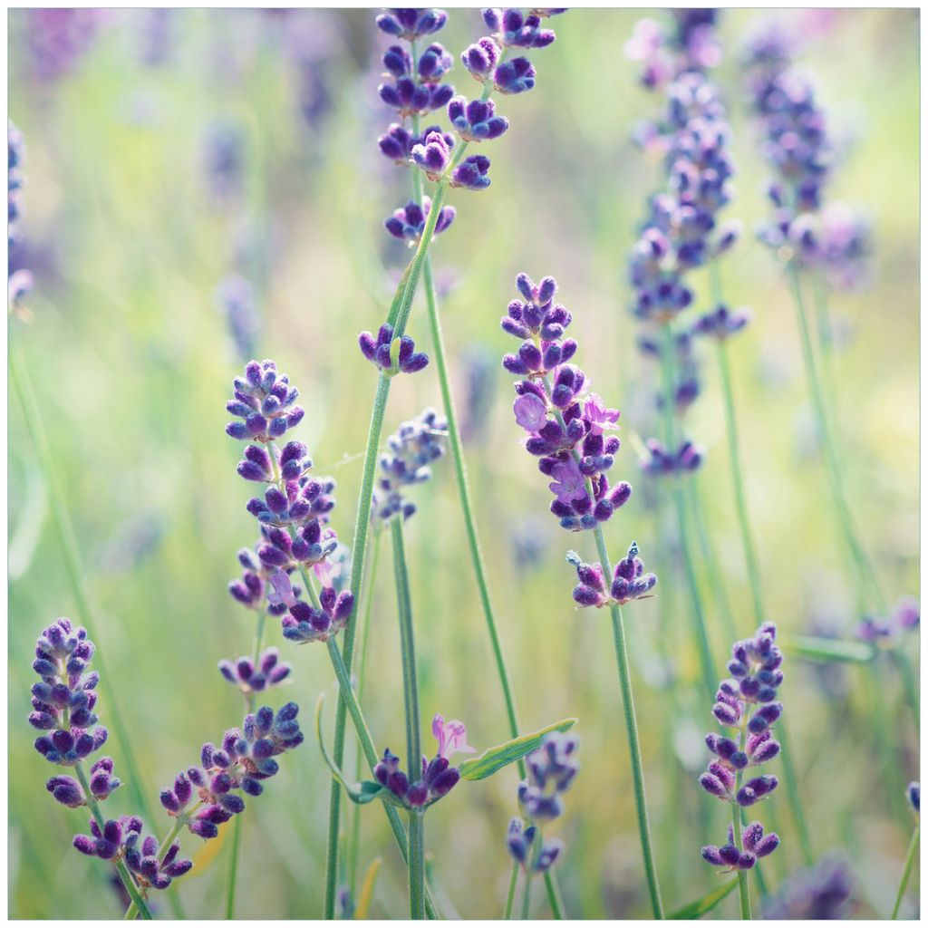 Wallario Premium Glasbild, freischwebende Optik, kräftige Farben, Größe 50 x 50 cm Motiv Lila Blumenfreude - Violette Pflanzen auf der Wiese