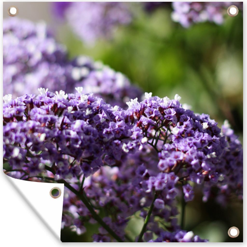 MuchoWow 50x50 cm Outdoor-Poster Gartendeko Sichtschutz Garten Poster für den Garten Lila Limonium-Blüten vor einem unscharfen Hintergrund