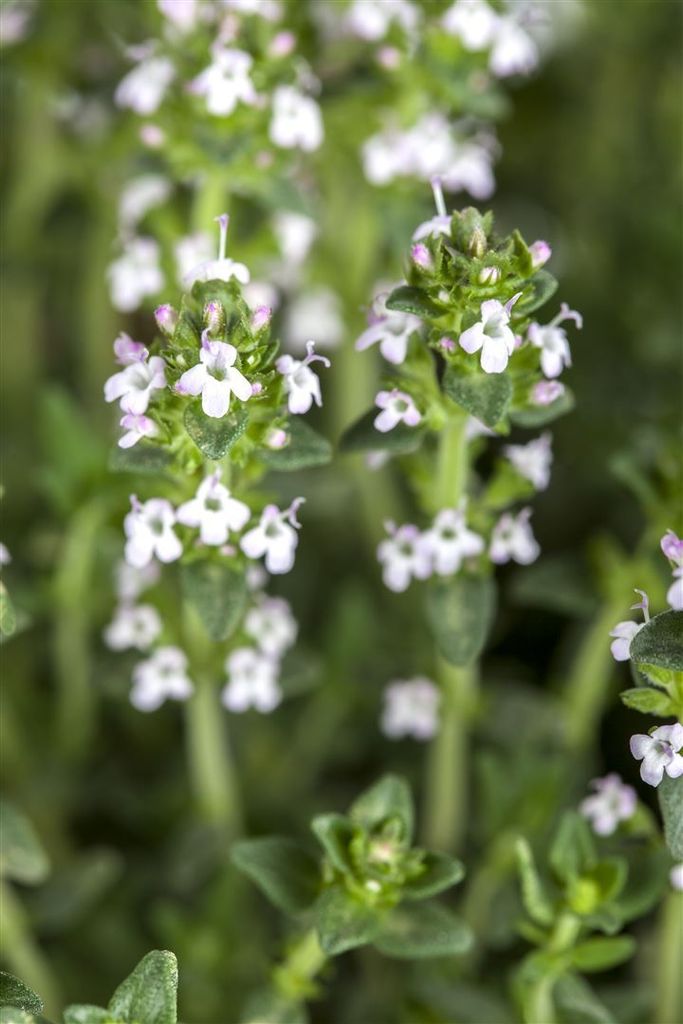 Thymus serpyllum var.albus, Sand-Thymian, weiß, ca. 9x9 cm Topf