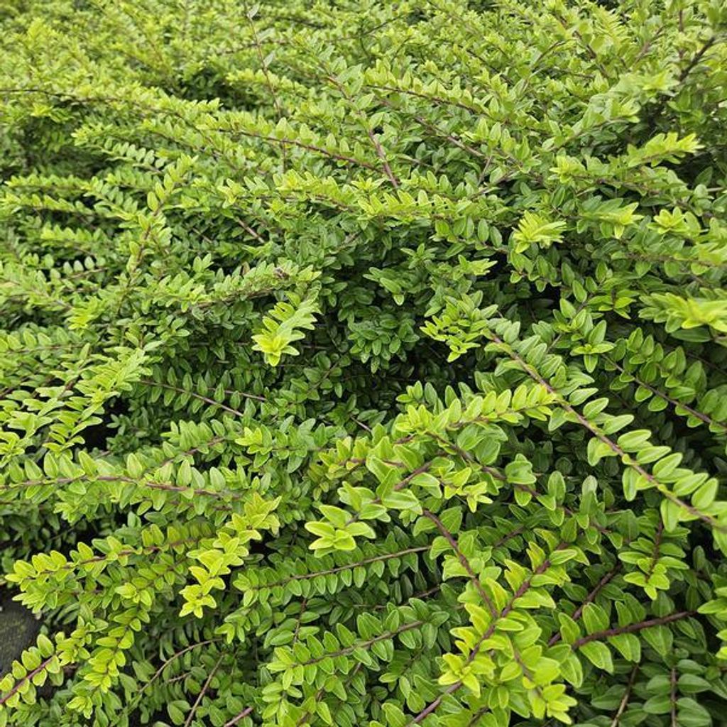 Lonicera nitida 'Maigrün' – Heckenmyrthe – 60 Pflanzen – Immergrüner Bodendecker & Heckenpflanze – Sonne & Schatten – Pflegeleicht & Ro...
